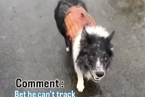 【動画】この犬すごい。水たまりに捨てられた小さな指輪を一瞬で見つけ出す犬。