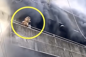 3階からポメラニアンをポイ！ポイ！落として火災現場から冷静に脱出した女性の映像。