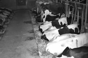 【動画】青森県沖でM7.6、震度6強の大地震が発生した瞬間のウシ。（北海道）