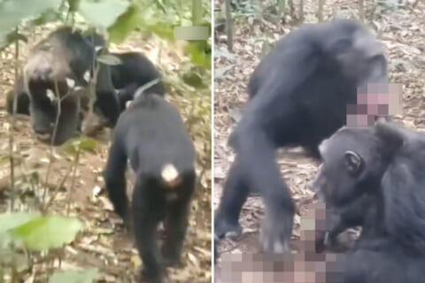 【閲覧注意】野生のチンパンジーに密着したら想像の10倍 ”怖い世界” が映ってた…（動画あり）